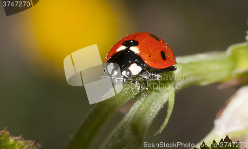 Image of ladybird