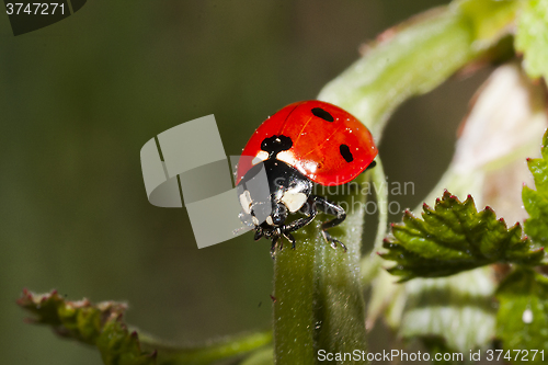 Image of lady bug