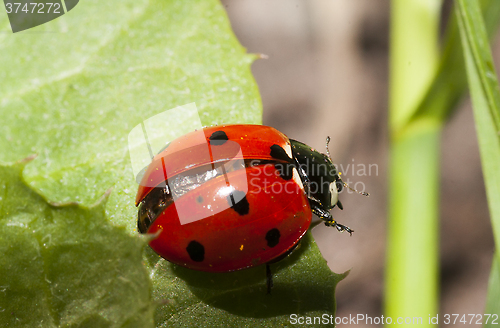 Image of lady bird