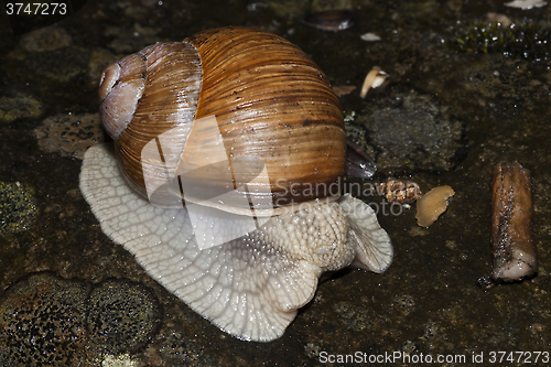 Image of escargot