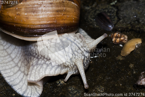 Image of burgundy snail