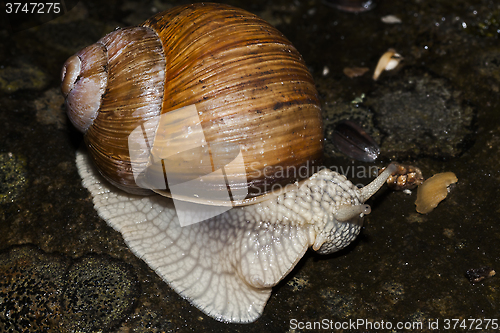 Image of Helix pomatia