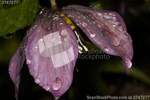 Image of christmas rose