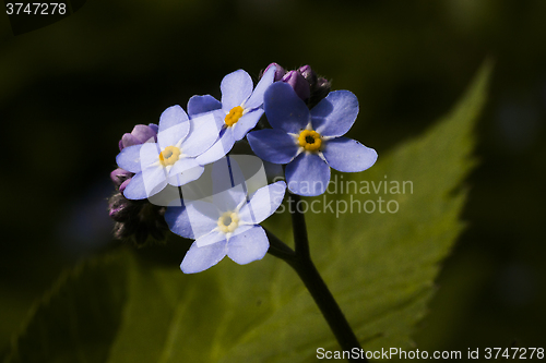 Image of forget me not