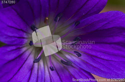 Image of woodland cranesbill