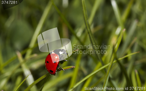 Image of lady bird