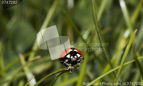 Image of lady bug