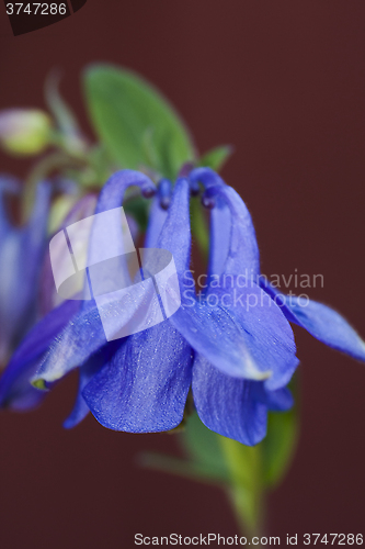 Image of blue columbine