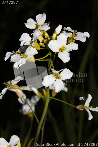 Image of meadow saxifrage