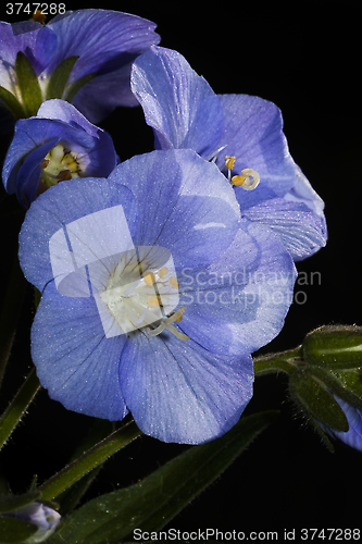 Image of blue flower