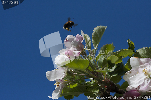 Image of appleblossom