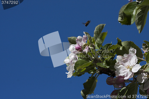 Image of appleblossom