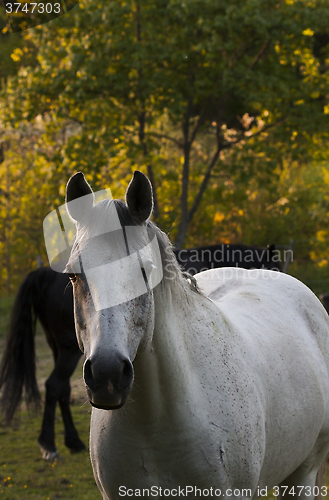 Image of grey horse