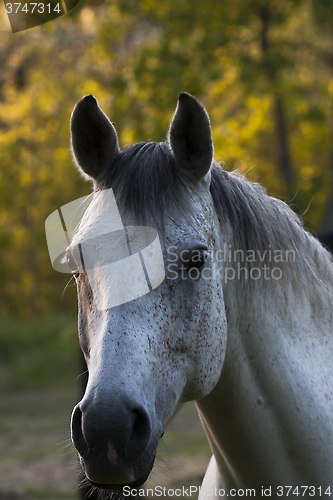 Image of grey horse