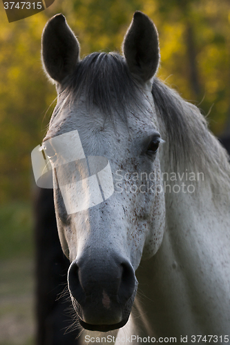 Image of grey horse