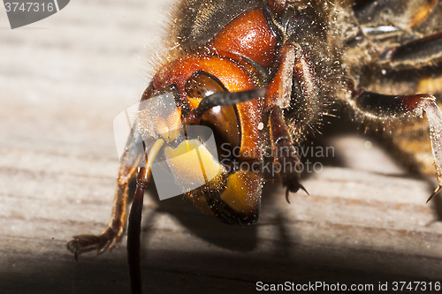 Image of a hornets head