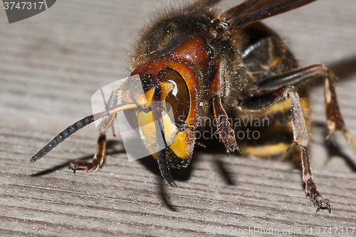 Image of vespa crabro