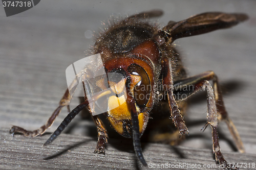 Image of large hornet