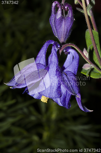 Image of blue columbine