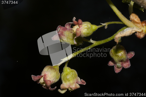 Image of blueberry flowers