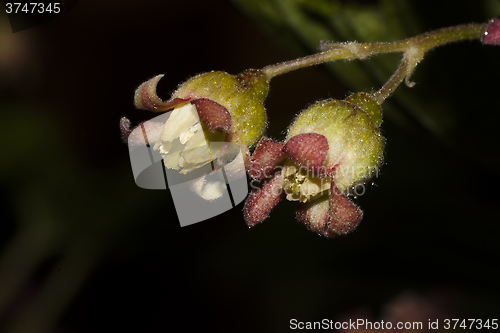 Image of blueberry blossom