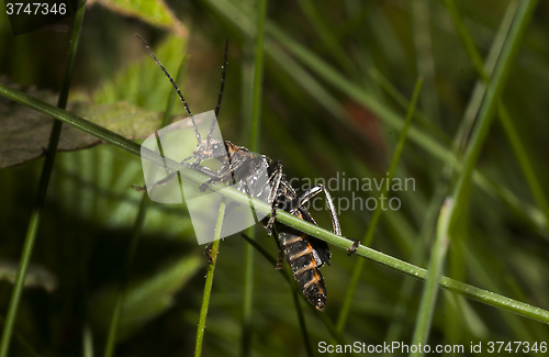 Image of grass beetle