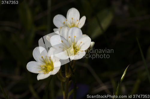 Image of meadow saxifrage