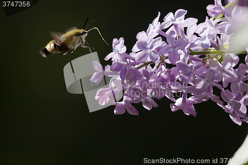 Image of moth pollinating a lilac