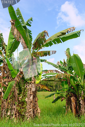 Image of Tropical banana trees in Asian landscape