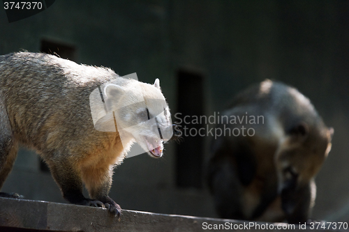 Image of South American coati, or ring-tailed coati