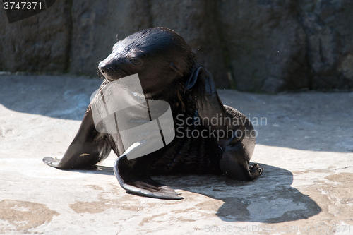 Image of Brown fur seal