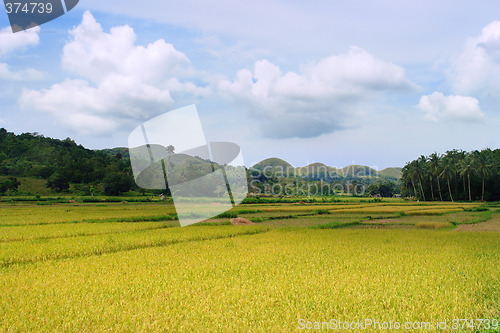 Image of Asian Rice Field