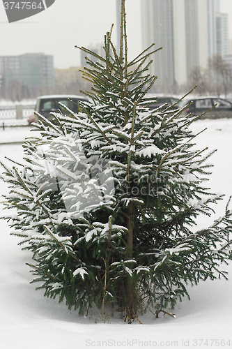 Image of Fir tree in winter snow.Russia, Ekaterinburg.