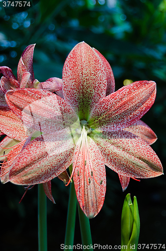 Image of one red and white lovely flower