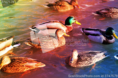 Image of beautiful ducks and drakes