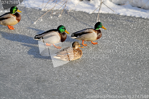 Image of beautiful ducks and drakes