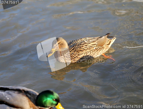 Image of beautiful ducks and drakes