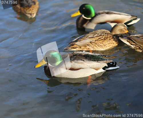 Image of beautiful ducks and drakes