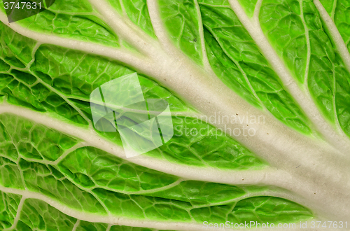 Image of Background closeup of juicy leaf Chinese cabbage