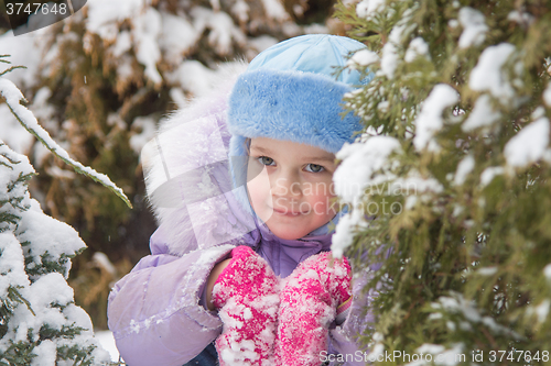 Image of Joyful five years girl hiding in the snow-covered fur-trees