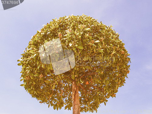 Image of Retro looking Bay tree