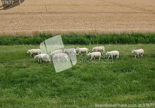 Image of Sheep