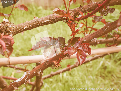 Image of Retro looking Rose plant