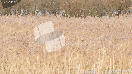 Image of Reed bed