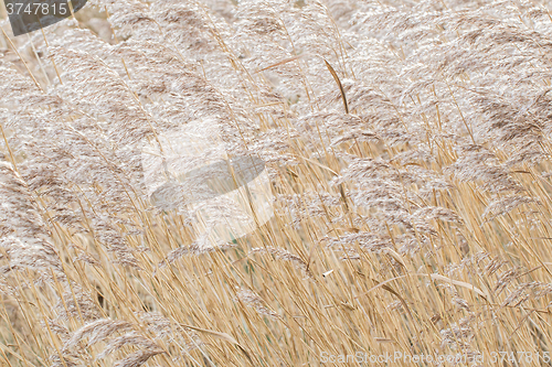 Image of Reed bed