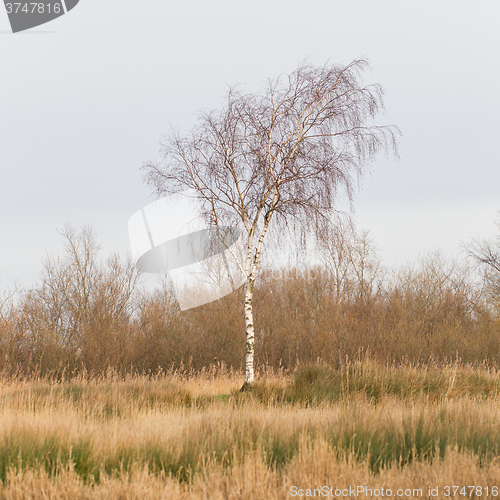 Image of Bare Silver birch (Betula pendula) 