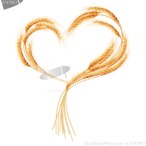 Image of Wheat ears Heart isolated on the white. EPS 10