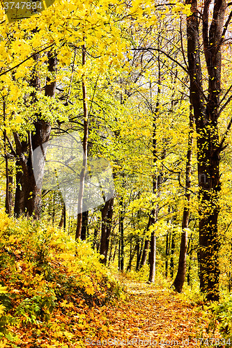 Image of Sunny way cross forest