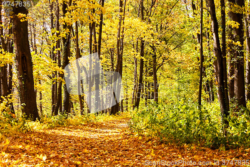 Image of Sunny way cross forest