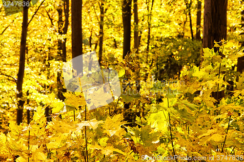 Image of Sunny way cross forest